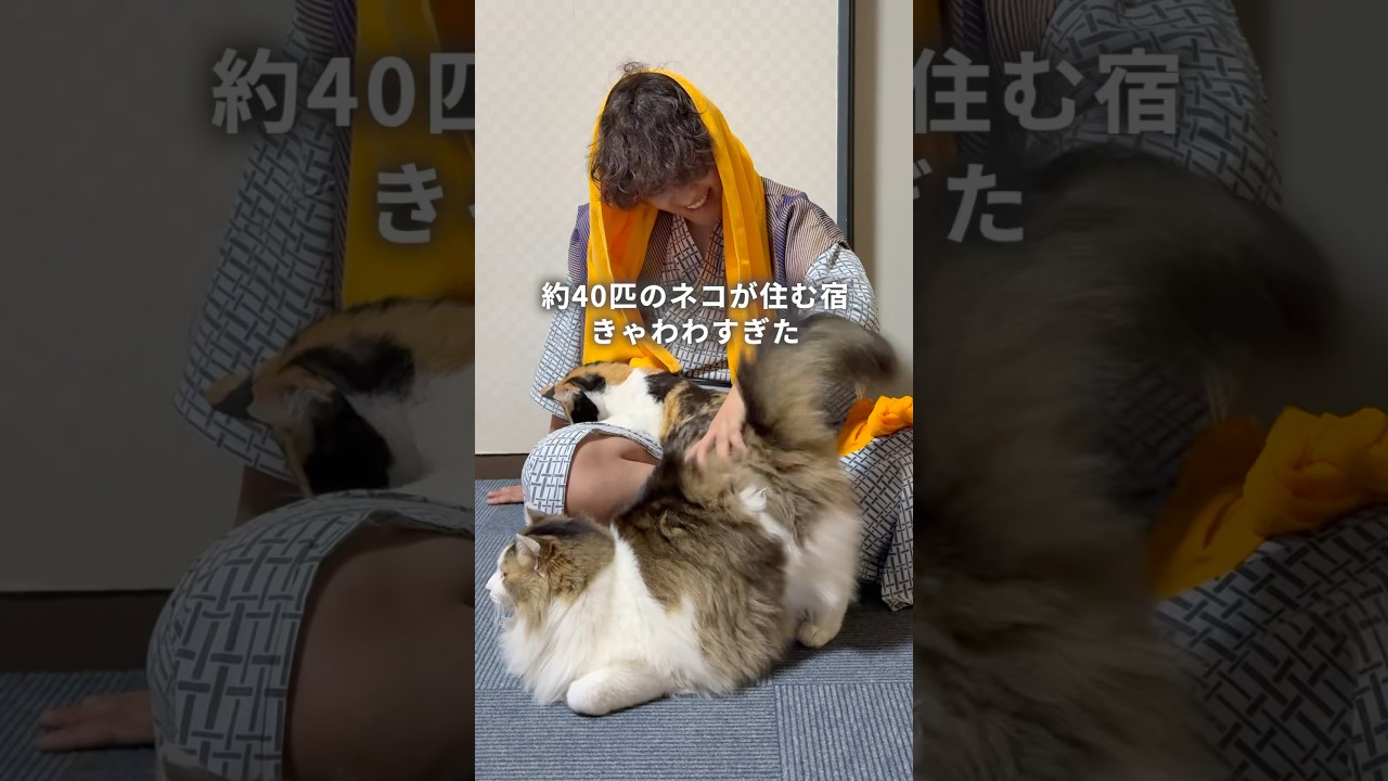 【四国旅】夕朝食付き1万円以下で泊まれる宿が可愛すぎた件！