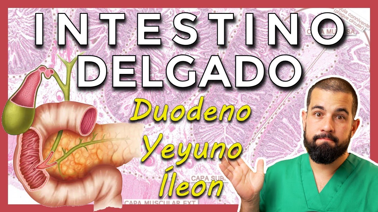ANATOMÍA del INTESTINO DELGADO. Duodeno, yeyuno, íleon. Repaso ANATOMÍA y FUNCIÓN