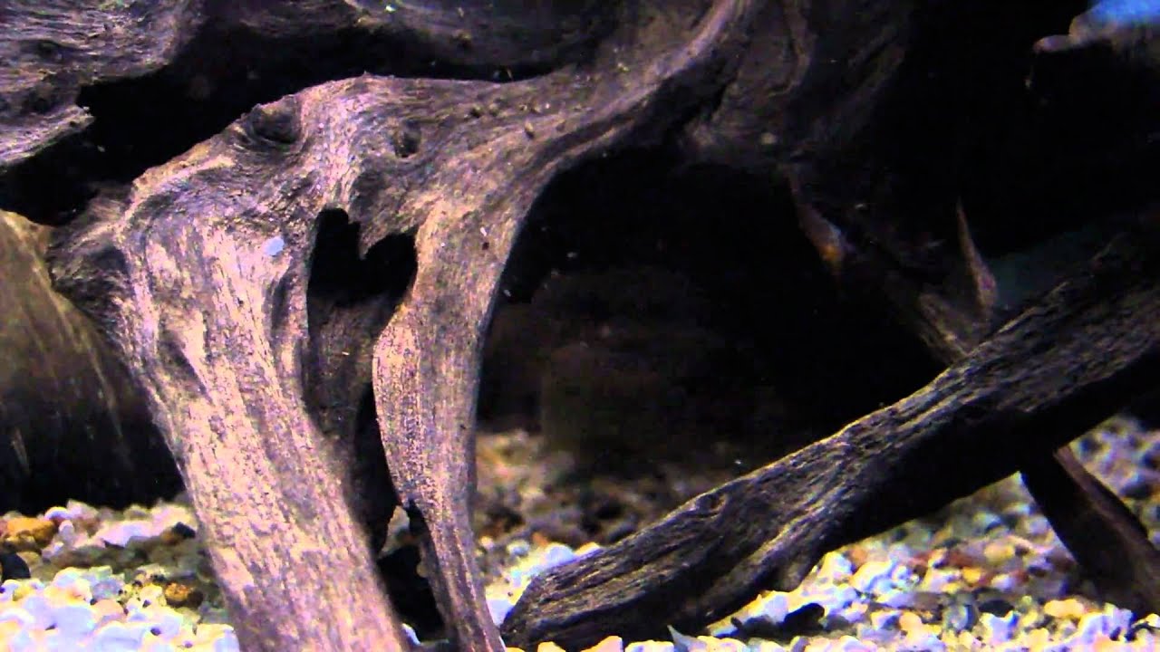 Zebra Loach