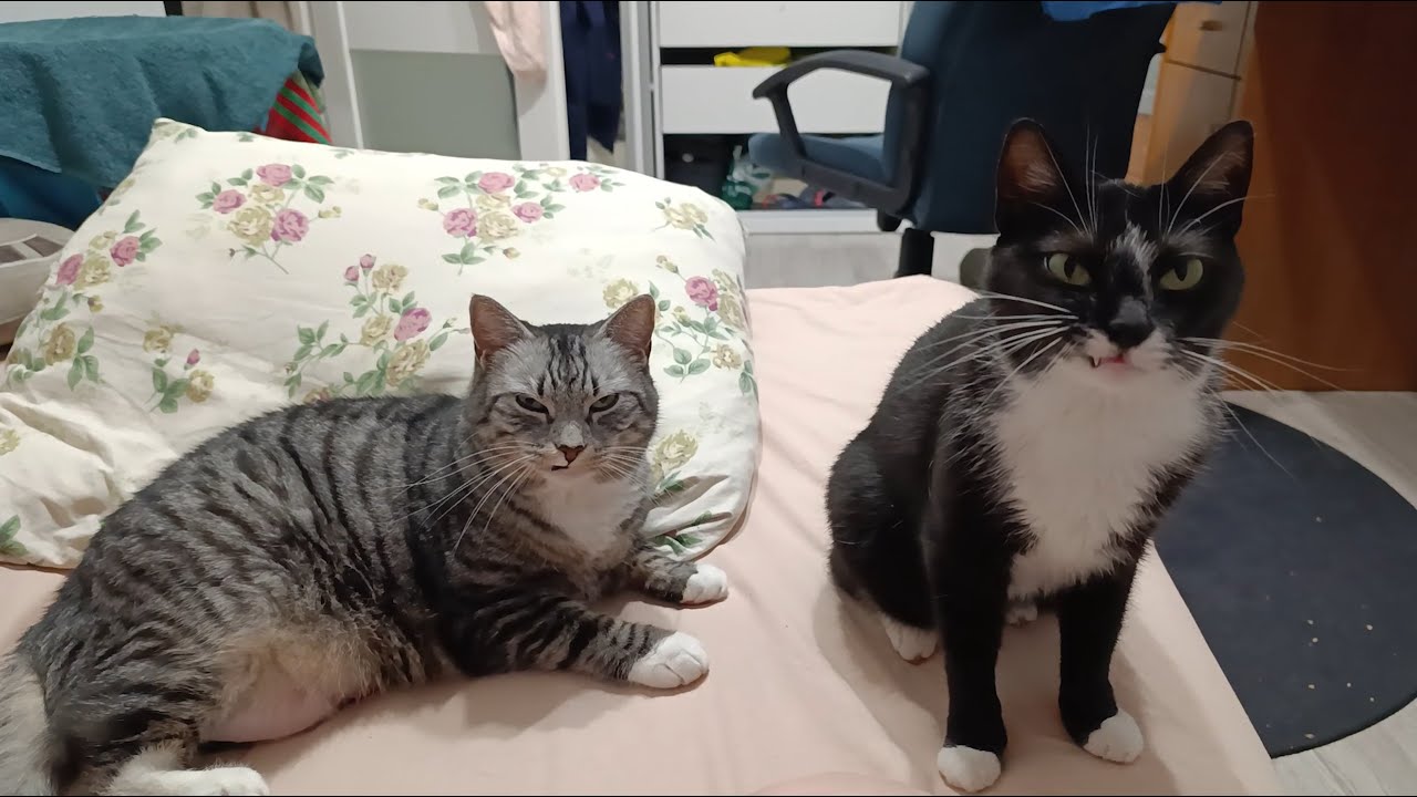 When Cats Judge You Silently