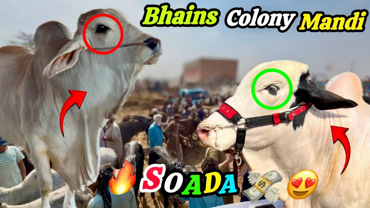 Bhains Colony Mandi 😍 Karachi Latest Rates 🔥Update || 11 February 2026 || Wednesday Soada Ho Gaya 