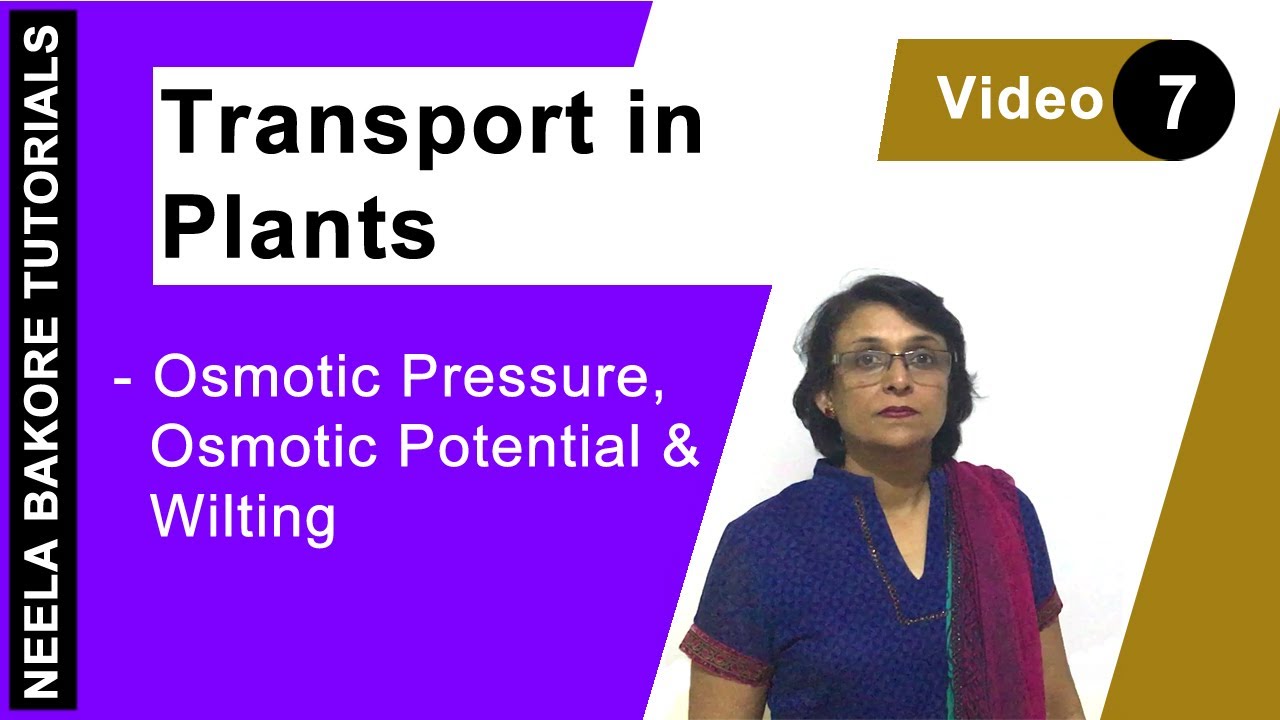 Transport in Plants | NEET | Osmotic pressure, Osmotic Potential & Wilting | Neela Bakore Tutorial