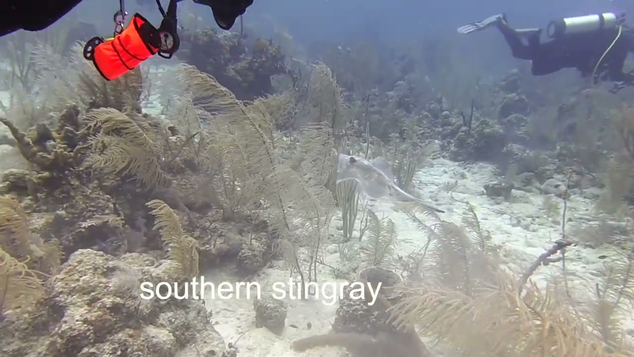 Scuba Diving Belize – Sandy Slopes Dive 2