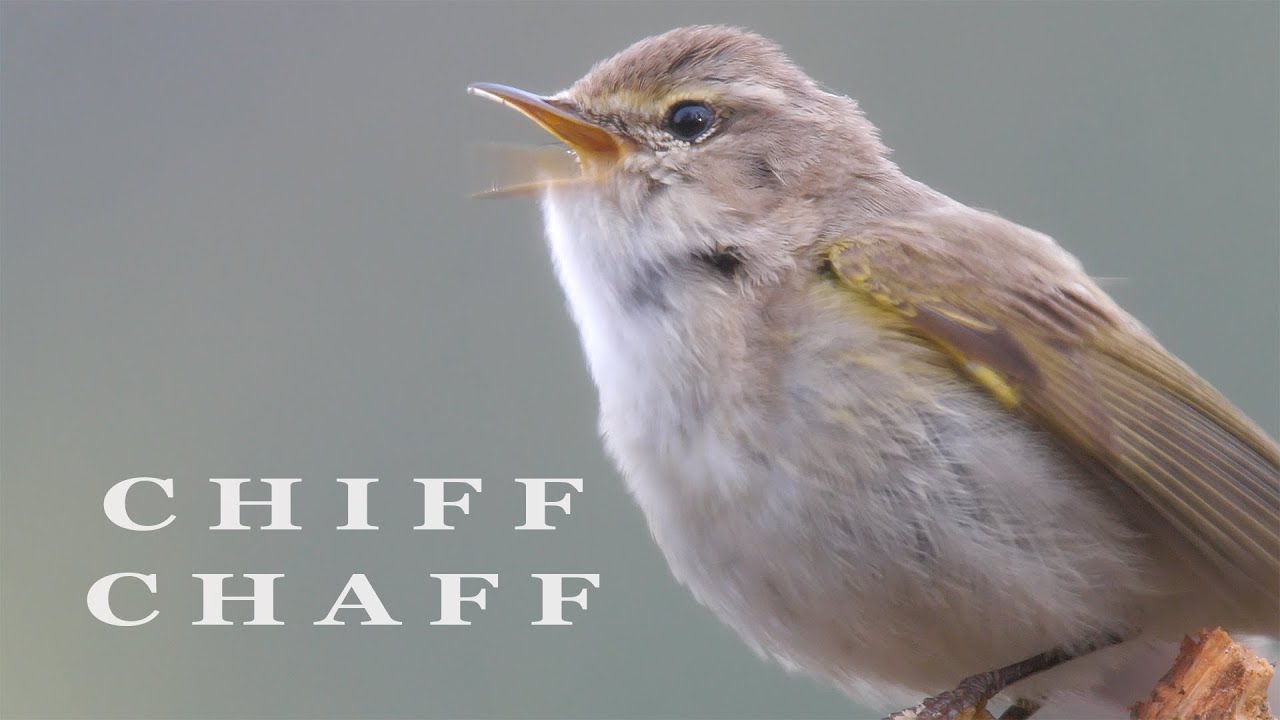 CHIFFCHAFF bird singing, birds sounds