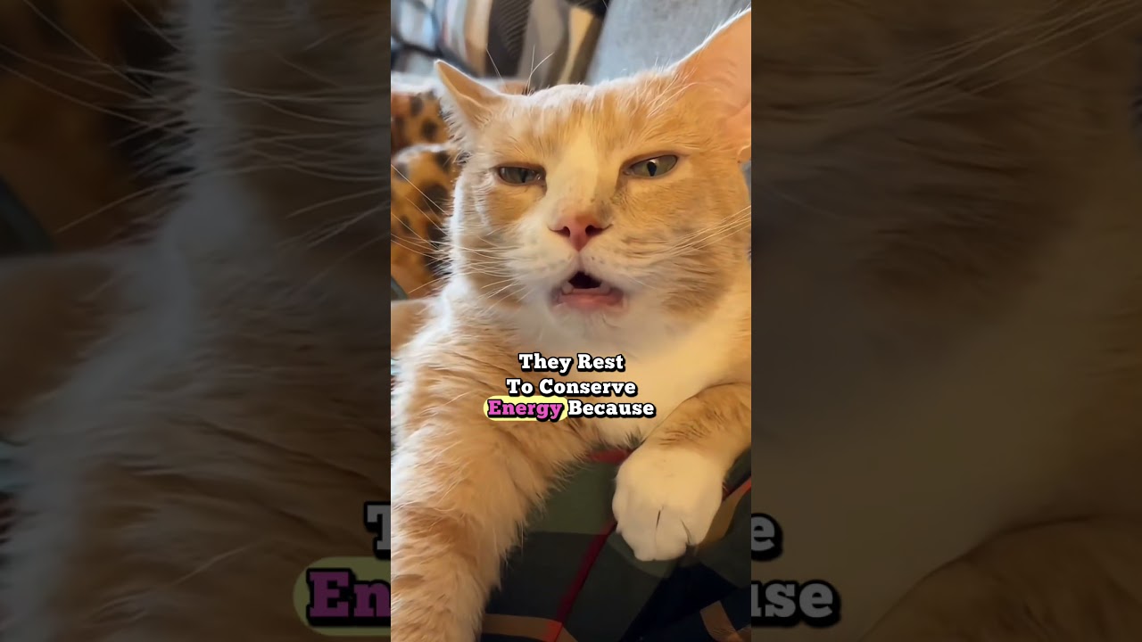 Why Do Cats Sleep So Much?