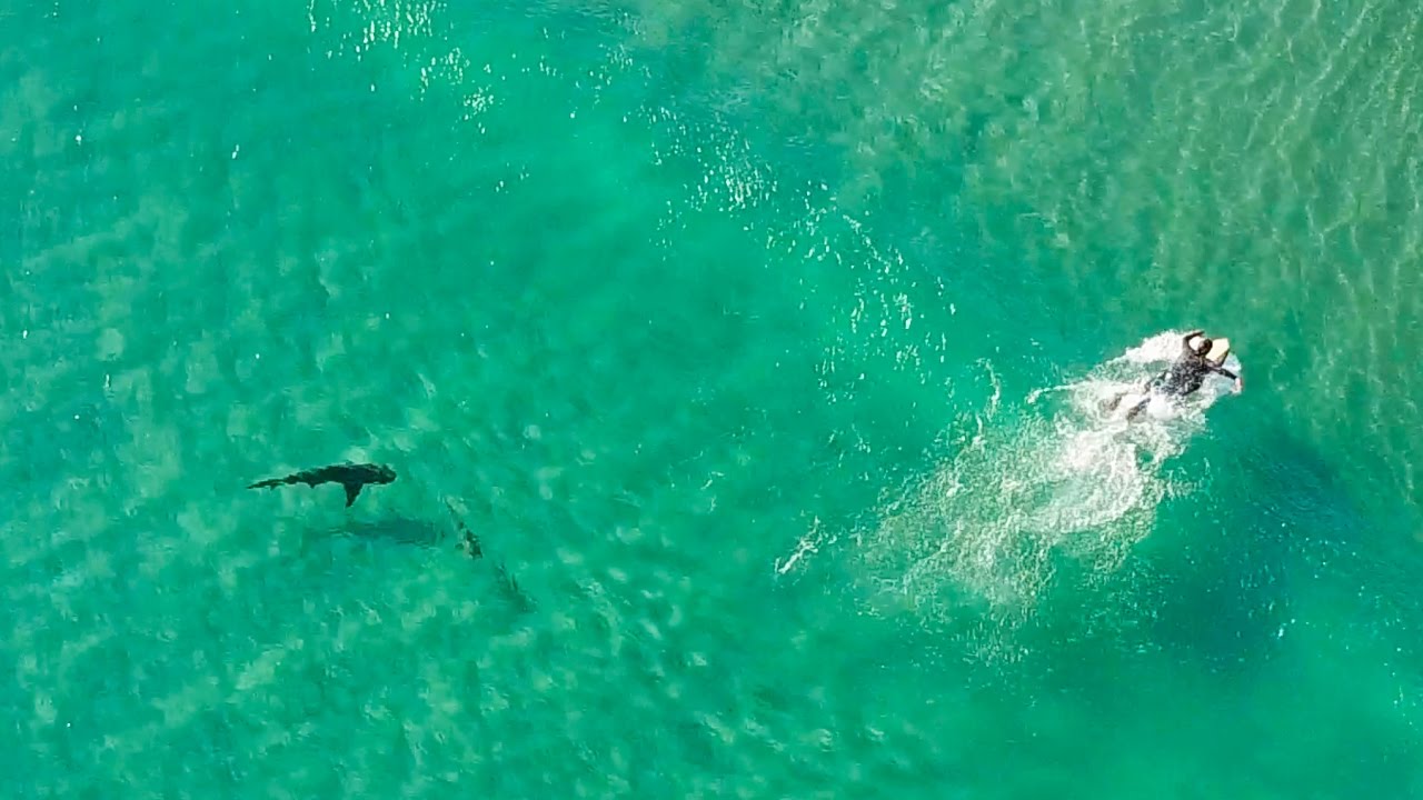 Sharks Approach Surfers!! | DJI Mavic Pro | Incredible 4K Drone Footage | Fort Pierce Inlet