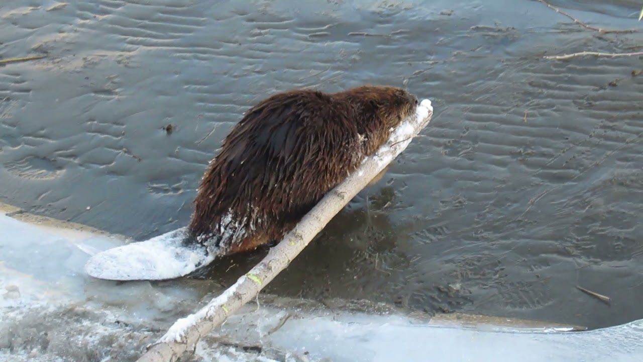 Amazing video of a determined beaver dragging a branch down the hill back to the river