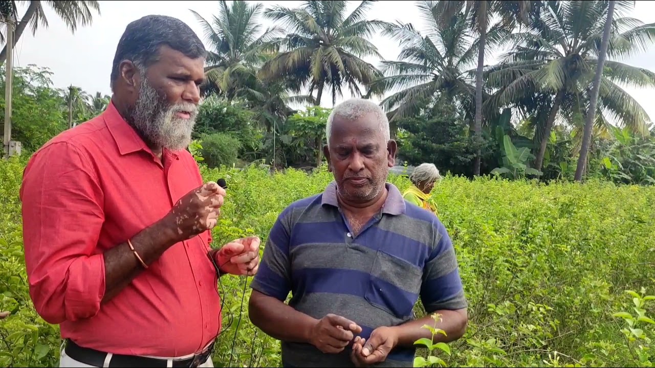 லட்சக்கணக்கில் வருமானம் தரும் முல்லை பூ (jasminium auriculatum) சாகுபடி. விவசாயின் அனுபவம்.🌿🌿🌼💮