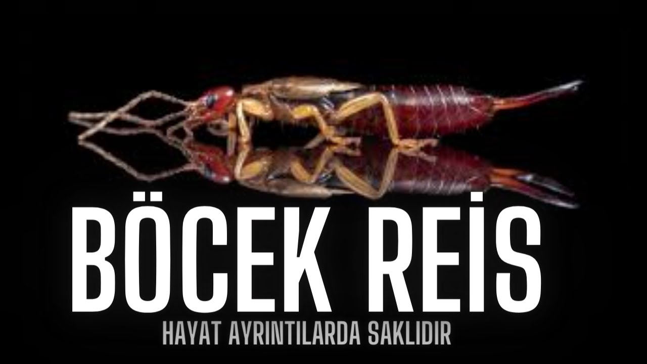 Her Yer Kulağakaçan Dolu  #BöcekReis (Forficula auricularia)