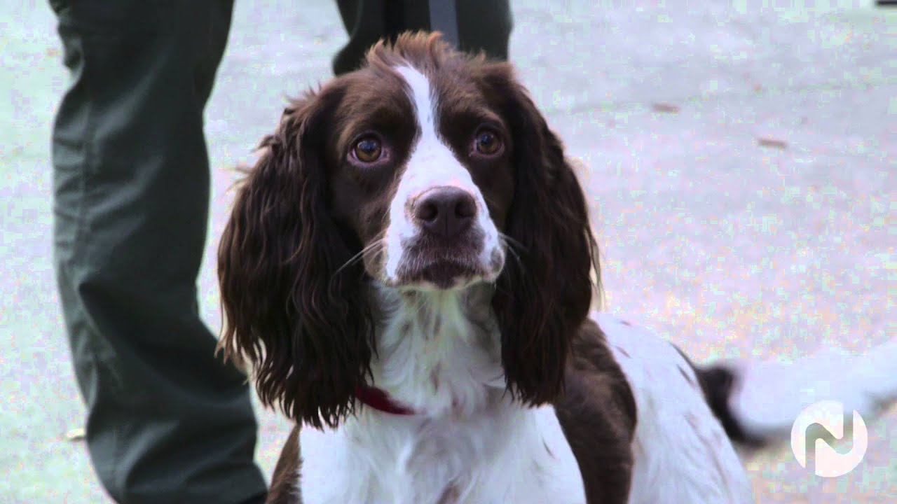 Detector Dogs on Novus TV