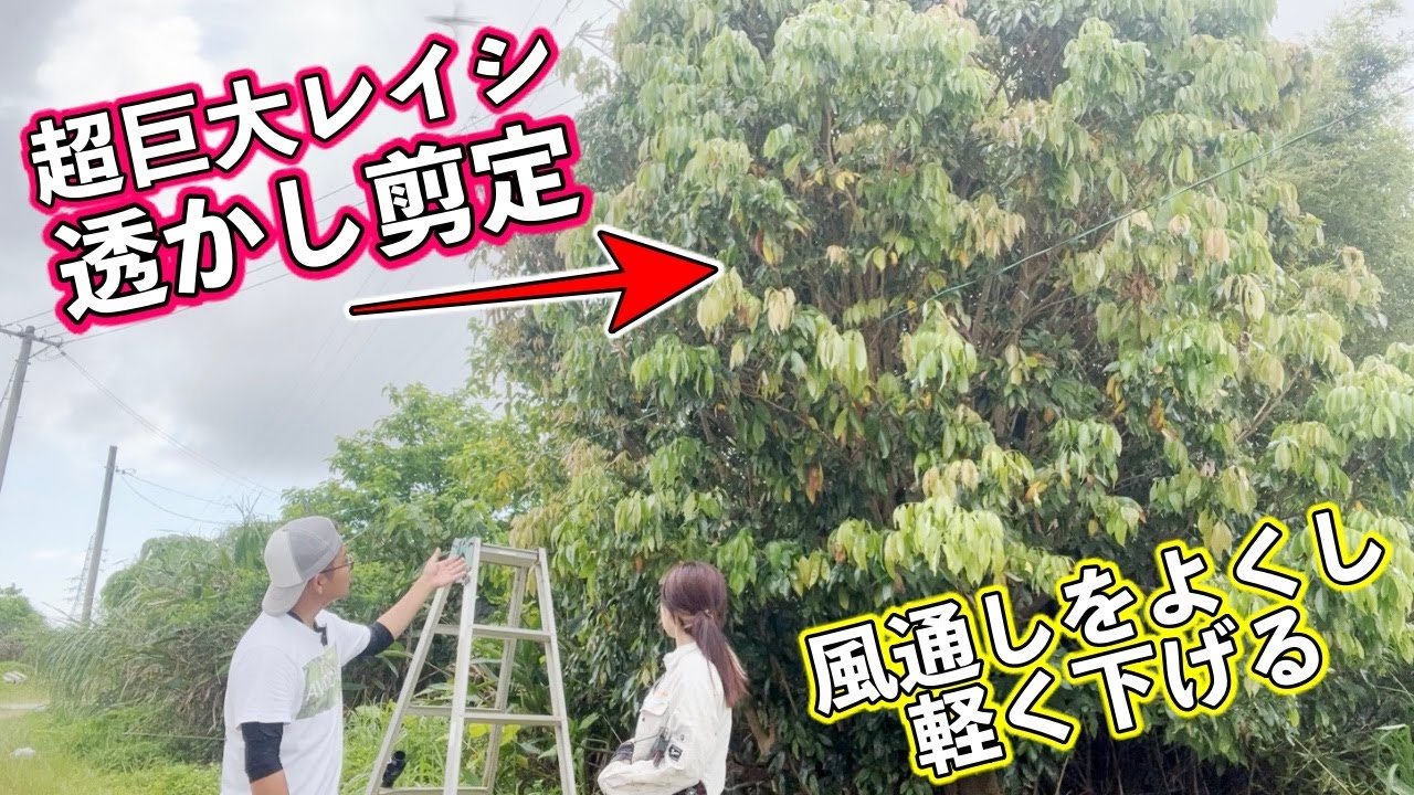 【透かし剪定】果樹栽培者が教える「超巨大レイシ（ライチ）」の透かし剪定!! 巨大木の初年度の剪定の仕方について