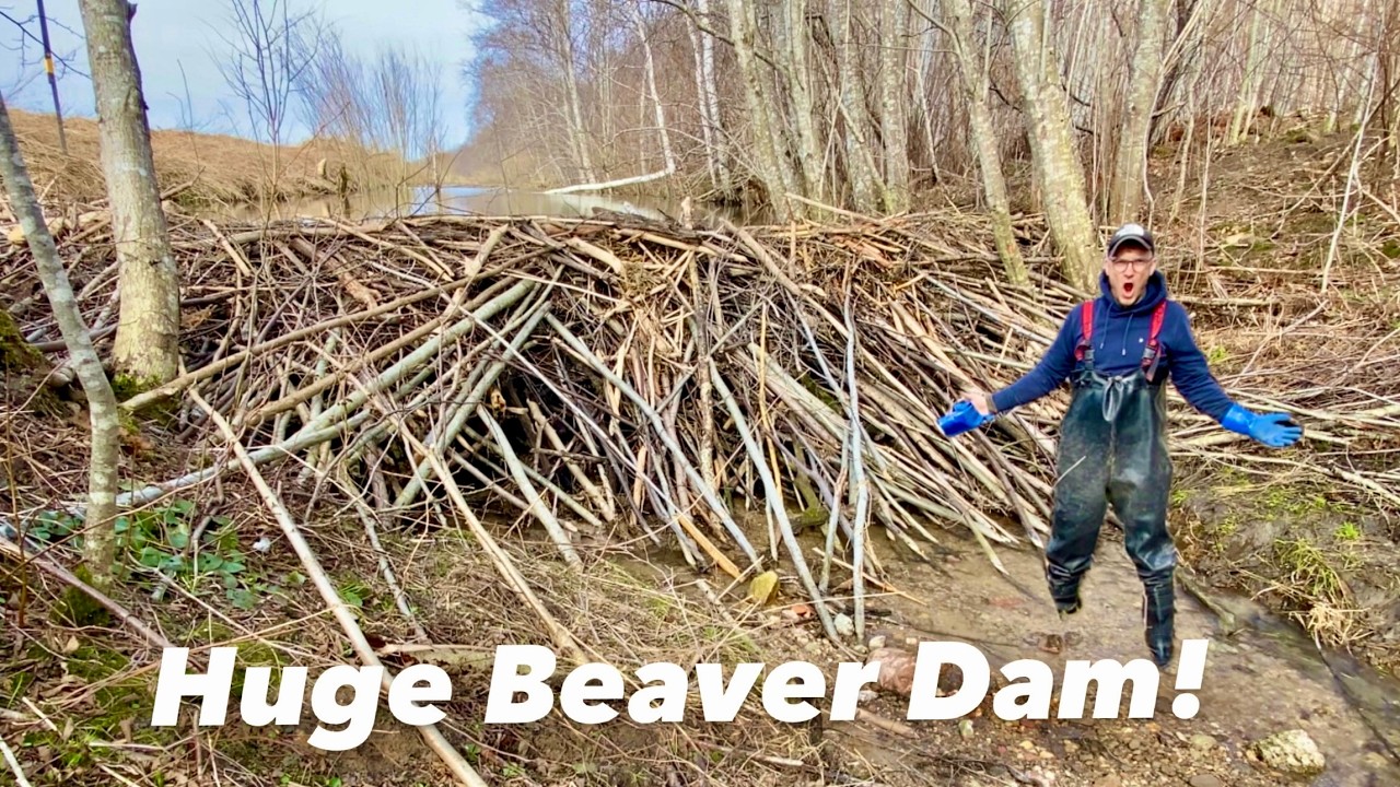This Beaver Dam Flooded the Road!