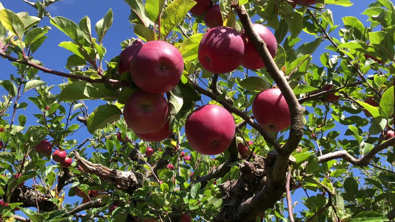 Apple Farm Apple Orchard New Zealand