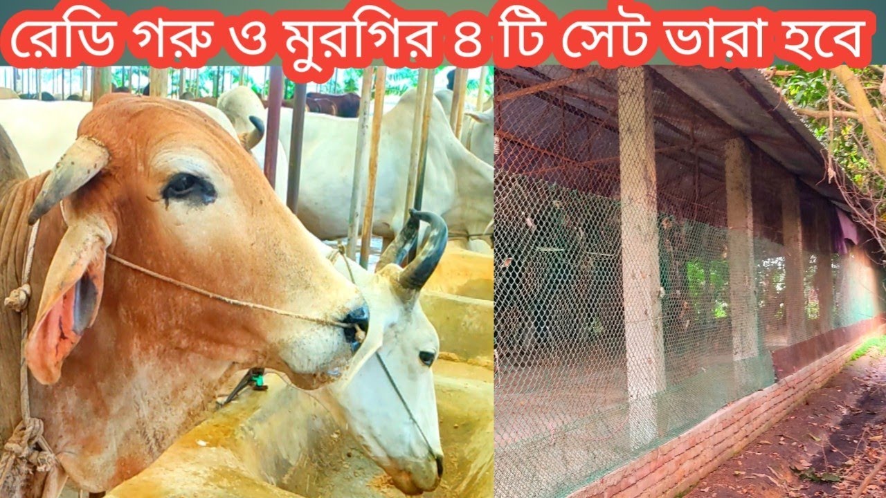 গরু ও মুরগির রেডি চারটি সেট ভাড়া দেওয়া হবে(বিদ্যুৎ,পানি,গ্যাস)বিস্তারিত জানান ভিডিওটিতে