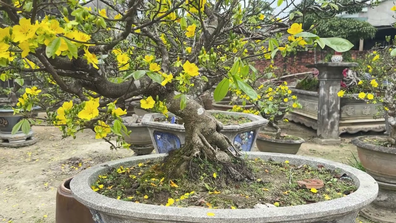 QUE NHA TOI DO LANG MAI TU NGHIA NHUNG NGAY GIAP TET