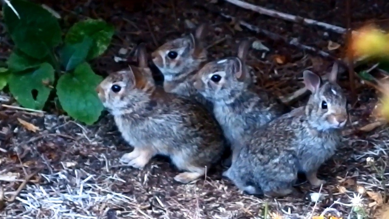 Ruby's kits meeting their cousin Fennel is cuteness overload! (part 5)