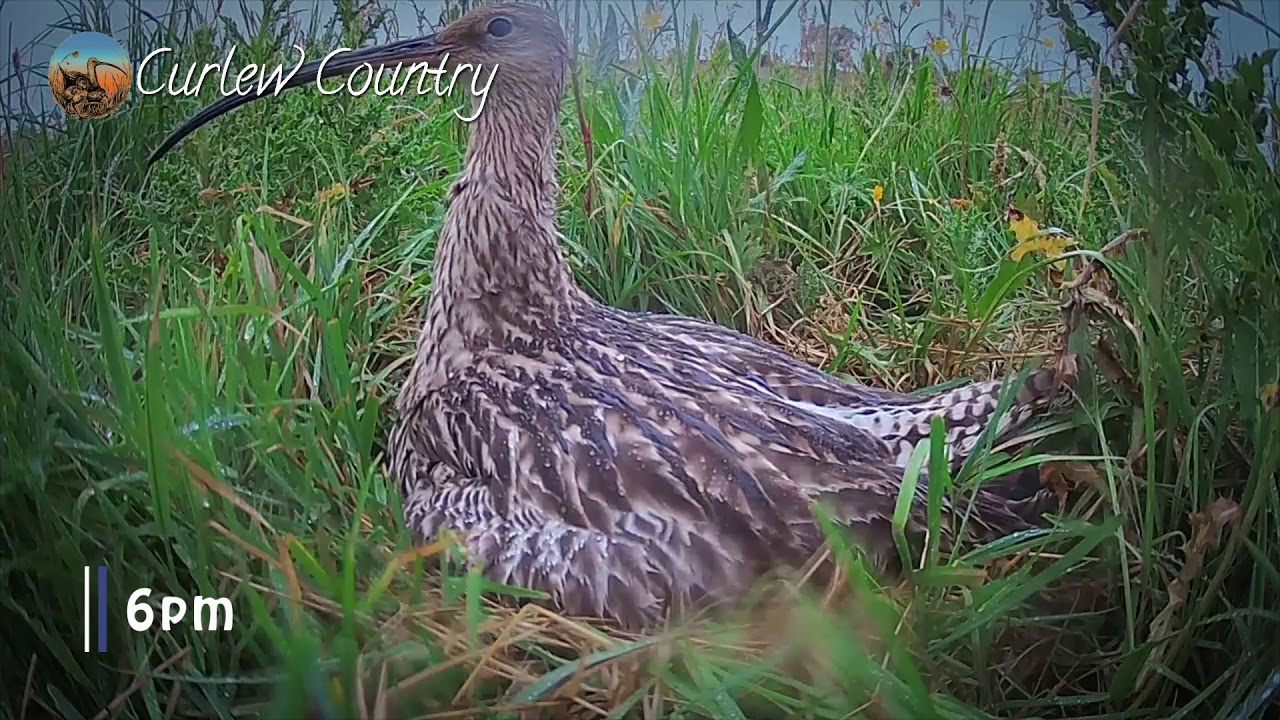 Curlew 2020 - The Final 24 Hours