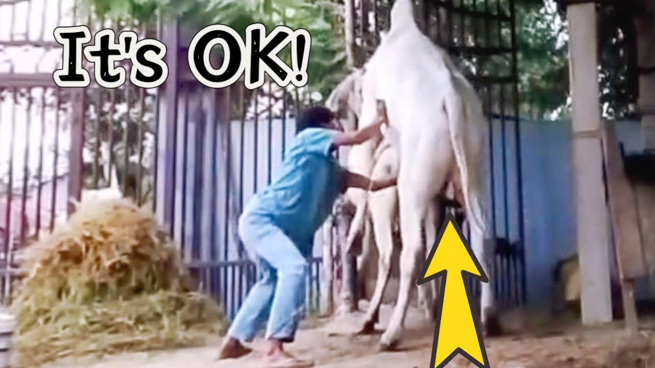 OMG 😆 Bull and Cow are Strong 💪 