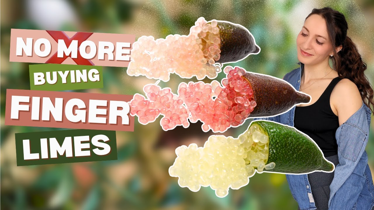 Why I&rsquo;m Never Spending $75 on Finger Limes Again