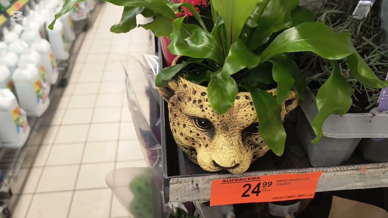 💚 Cudowne rośliny w Biedronce 💚