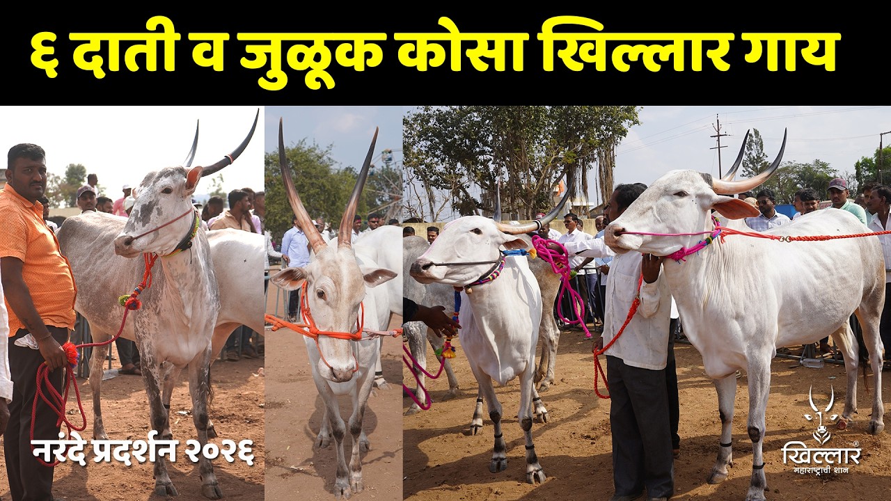 ६ दाती व जुळूक कोसा खिल्लार गाय । श्री नागनाथ केसरी, नरंदे | Khillar Maharashtrachi Shaan 2025