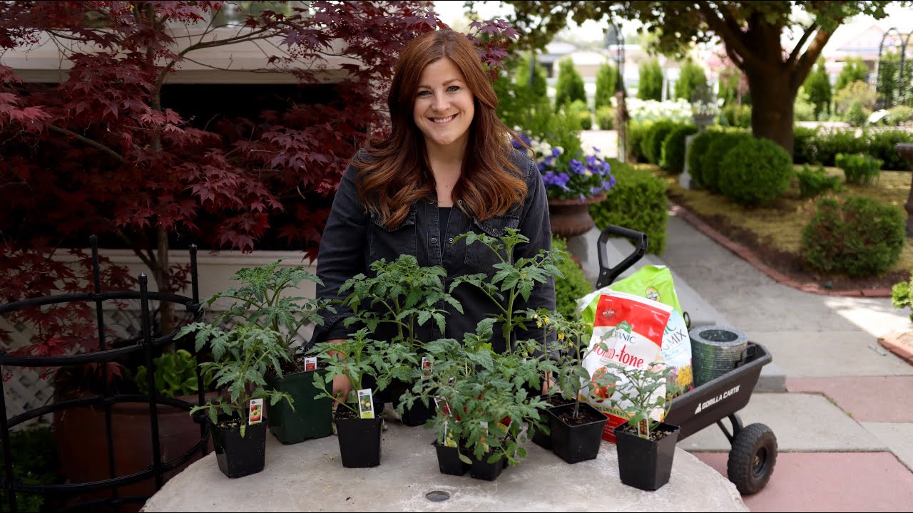 Tomato Growing Basics & Planting Tips! 🍅👩&zwj;🌾// Garden Answer