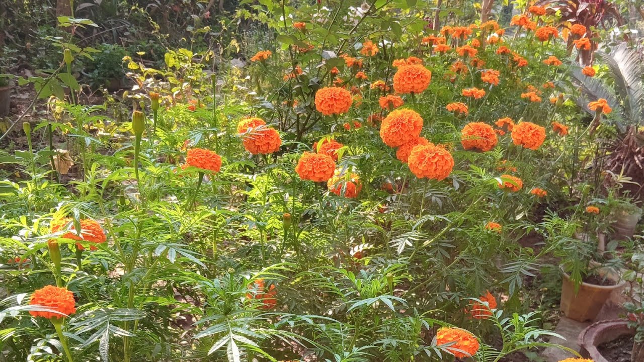 Aaj Maine kaya kaam ki Garden me shikhne ko milega 🏜🌵🪴🏕🏝Mukta ki duniya 😍 💖 