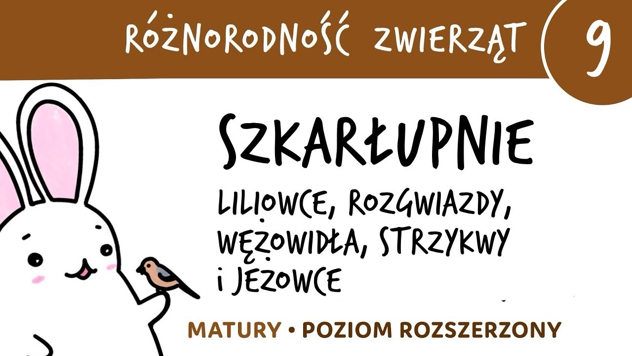 Różnorodność zwierząt 9 🐸 Szkarłupnie (liliowce, rozgwiazdy, jeżowce, itd.) - matura z biologii