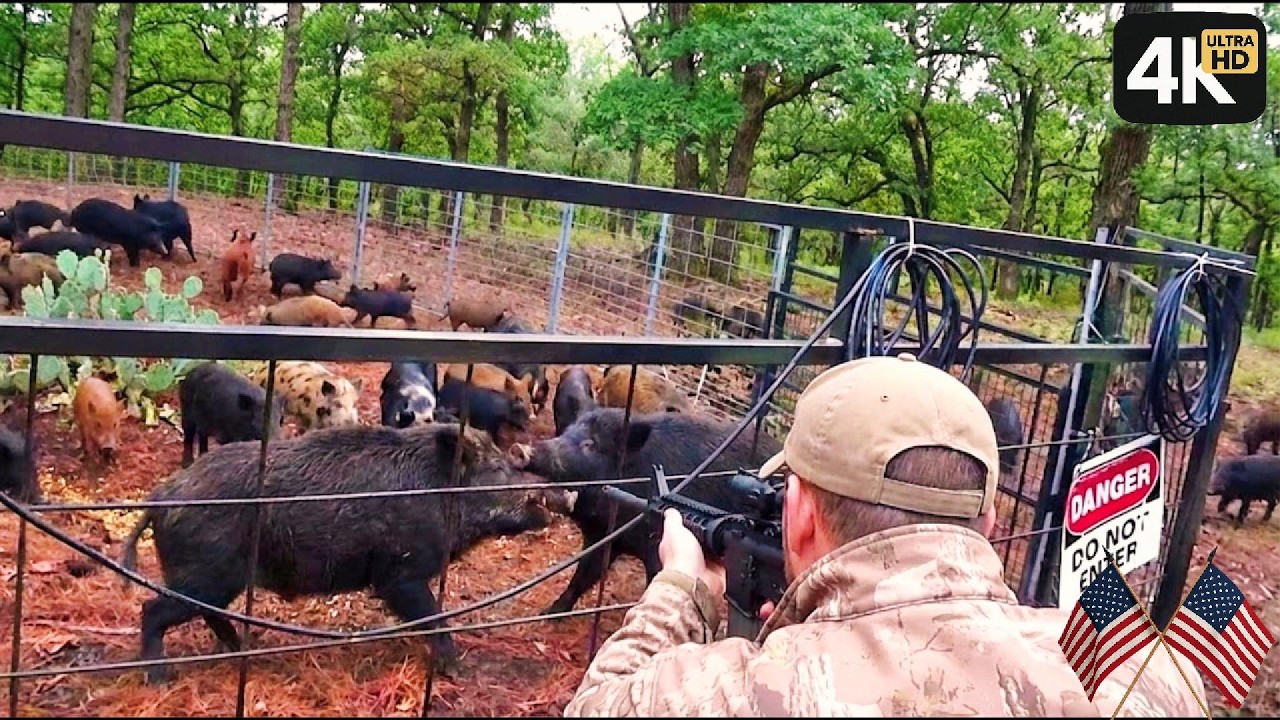 SHOCKING VIDEO :  AMERICAN FARMERS MAKE WILD PIGS DISAPPEAR USING THIS AMAZING METHOD  #wildhogs