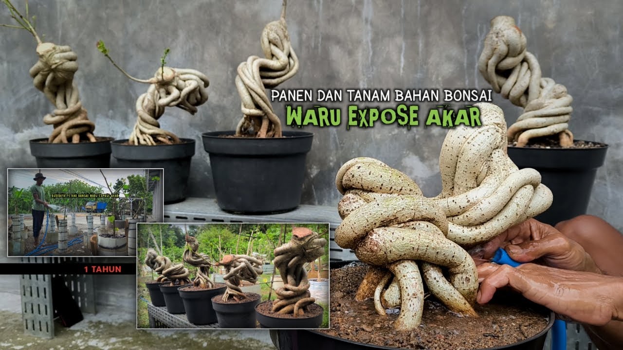 Cara Tanam Dongkelan Bahan Bonsai Waru Expose Akar