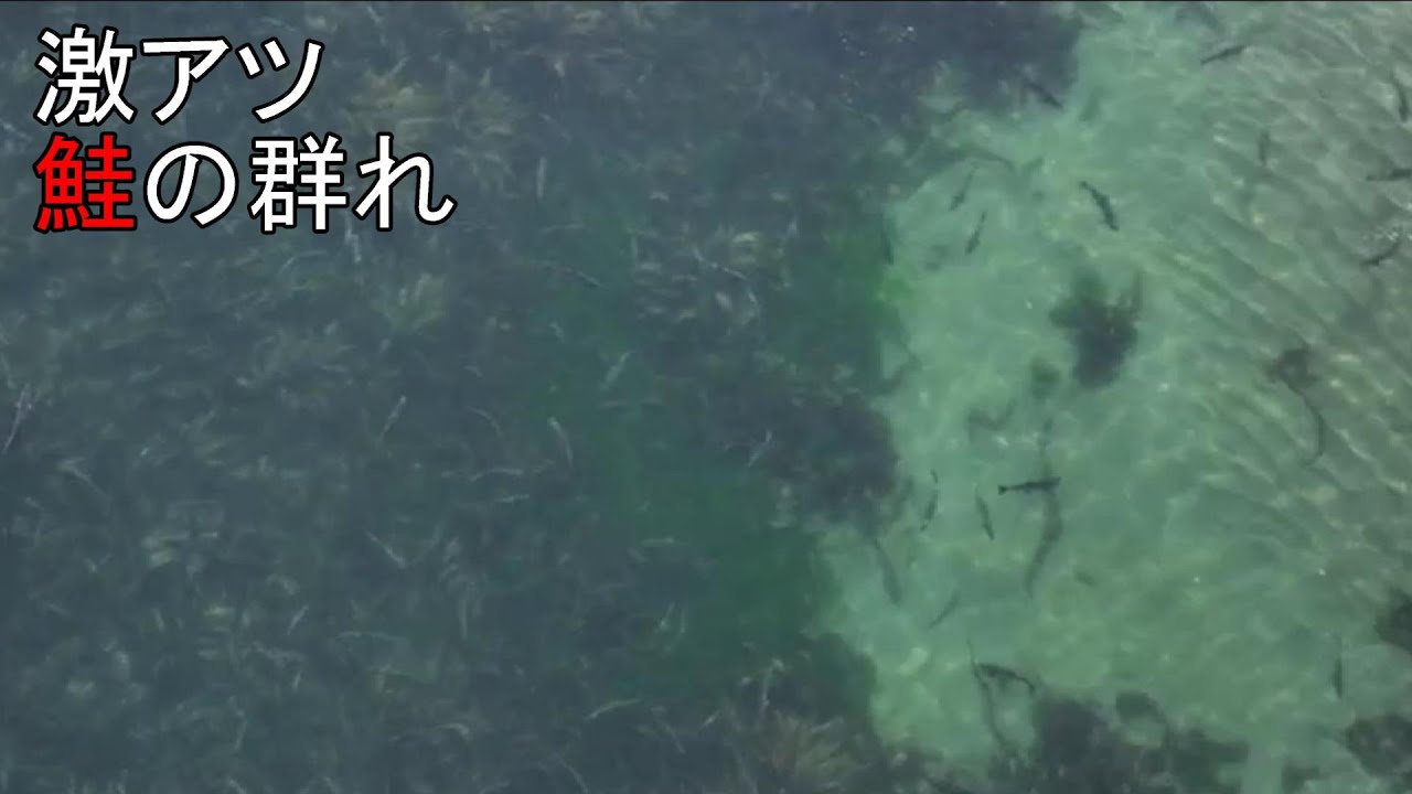 2024鮭釣り#3　激アツの鮭の群れを狙う