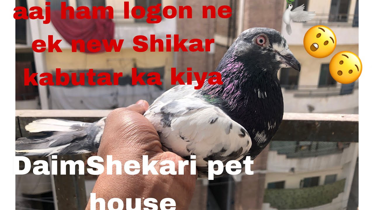 DaimShekari pet house 🏡 👍👍👍🦅🦅🏡👉👉😜😜😜😯