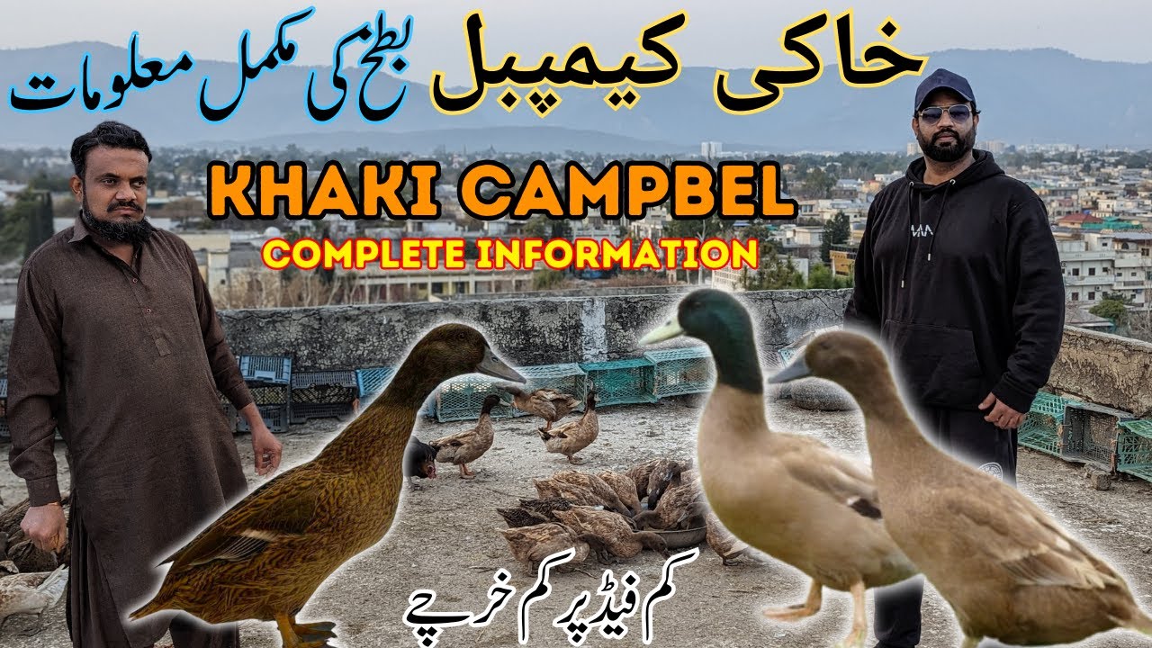 khaki campbell duck farming in pakistan | Complete Guideline for beginner | Khaki campbell Detail