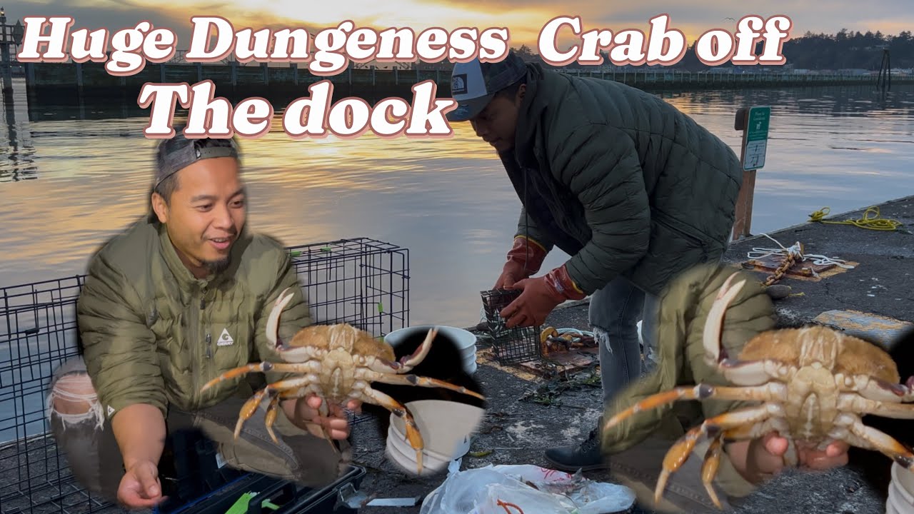 CRABBING at Yaquina Bay in Newport Oregon - Caught HUGE Dungeness Crab off the Dock!