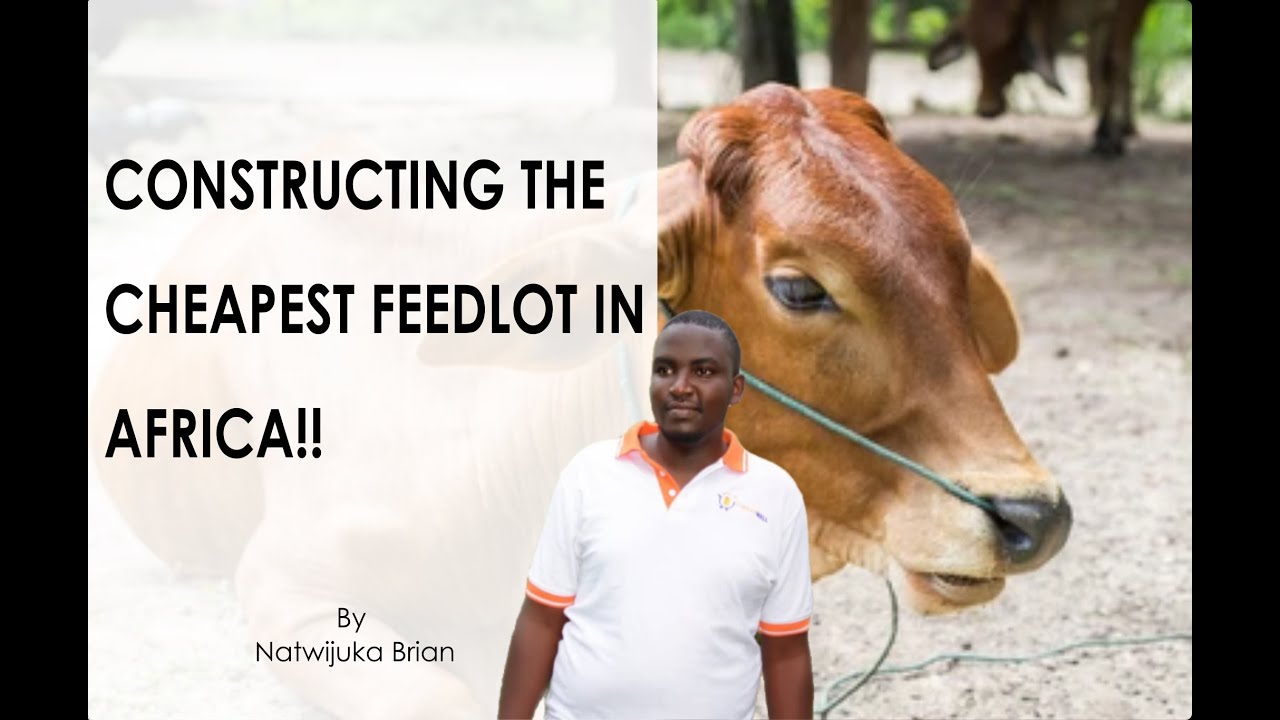 How I constructed the cheapest feedlot in Uganda ll Natwijuka Brian 0789491350