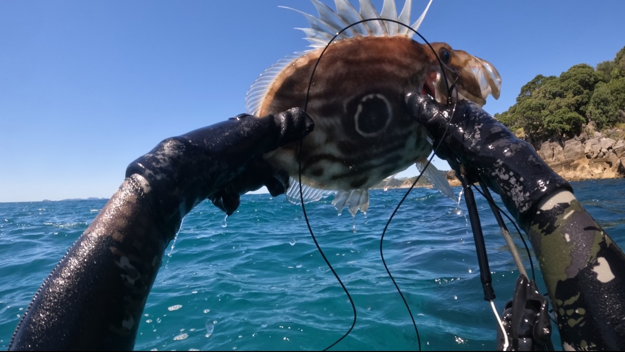 Mangawhai heads Spearfishing (JOHN DORY&CRAYFISH)