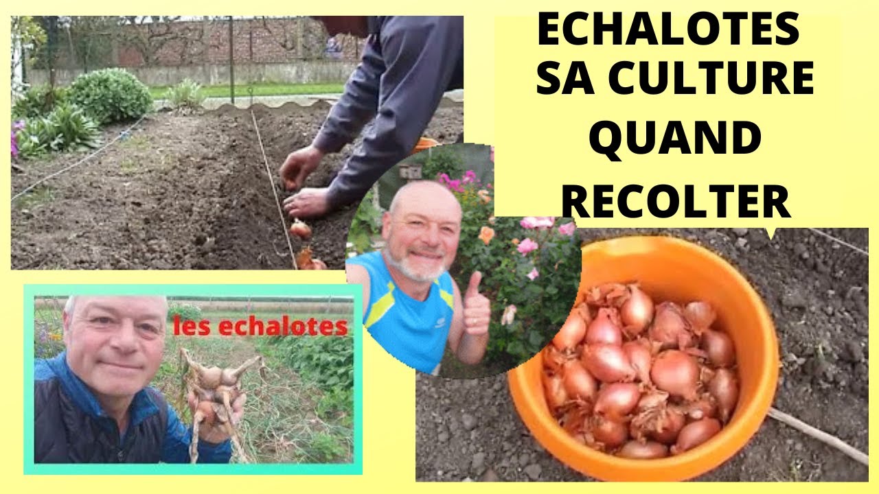 Как и когда сажать лук-шалот?