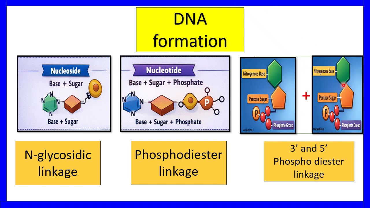 Molecular inheritance#BIOLOGY#NEET#class12#STRUCTURE OF DNA