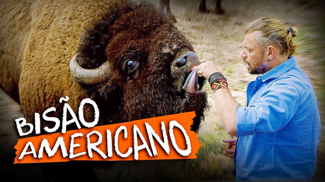 BISÃO-AMERICANO, UM BLINDADO EM FORMA DE ANIMAL COM 1 TONELADA!