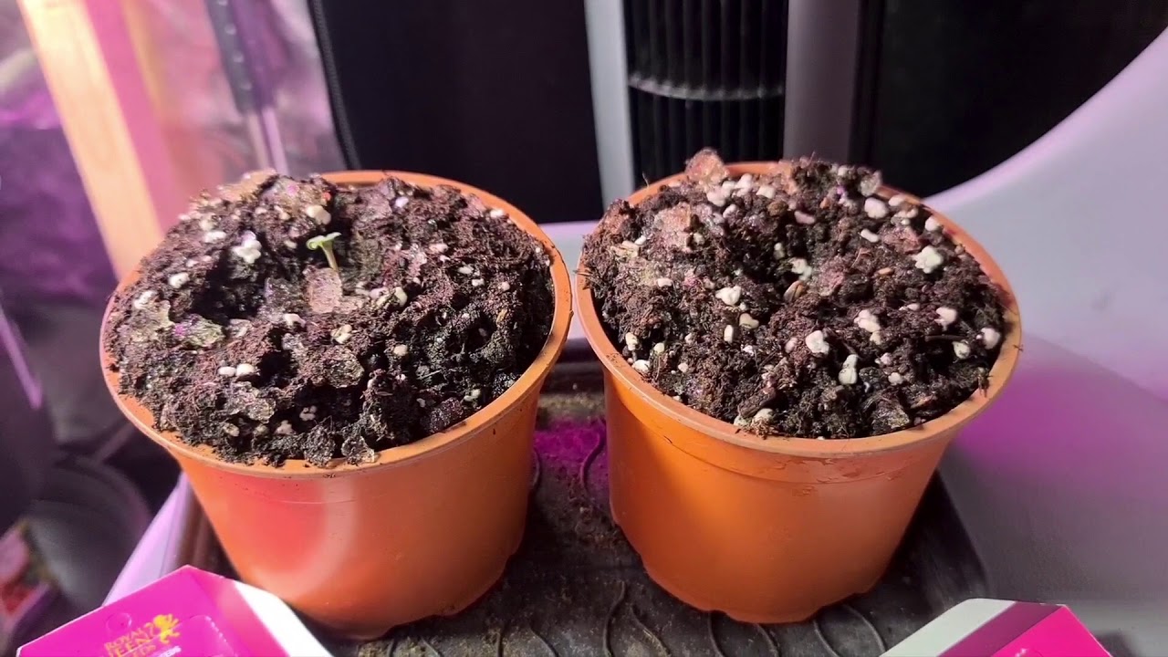 MarsHydro Ts600 Co tam u Farmera👨&zwj;🌾 #MarsHydro #LatającyHolender #weed #LST #Haze