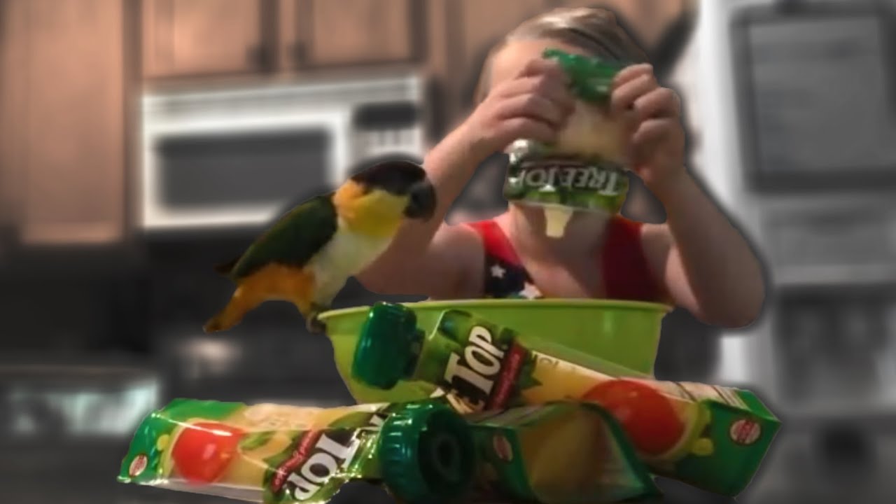 ChiChi The Caique Parrot 