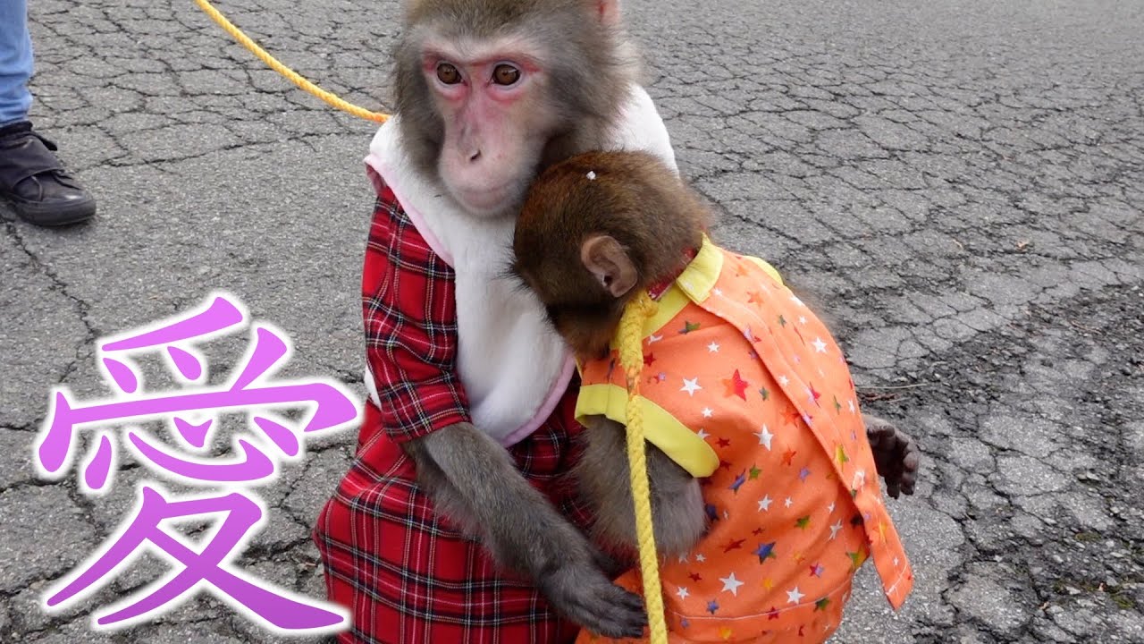 子猿をはじめて女の子とデートさせたら禁断の愛が芽生えた…！