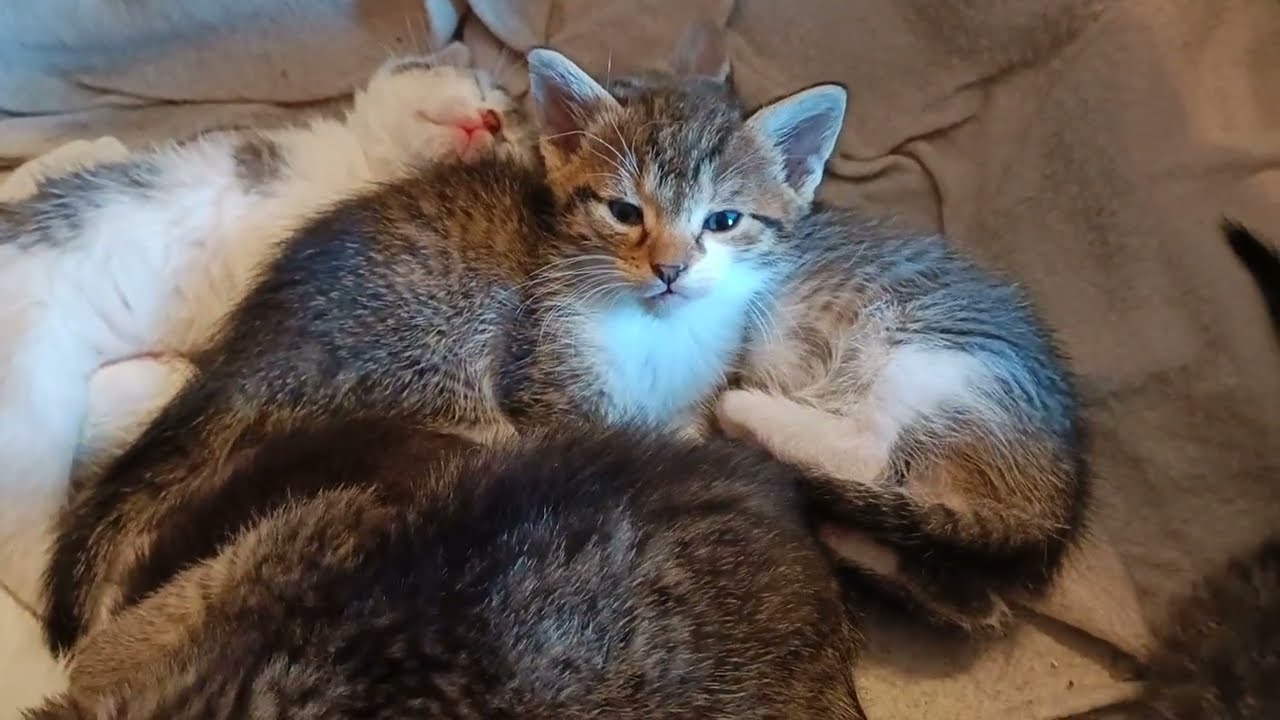 Peaceful Moments in the Kitten Nest