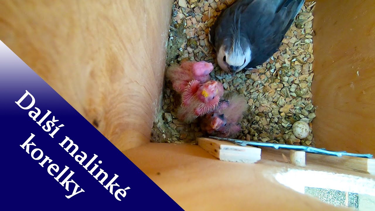Další malinké korelky  │KorelyEu