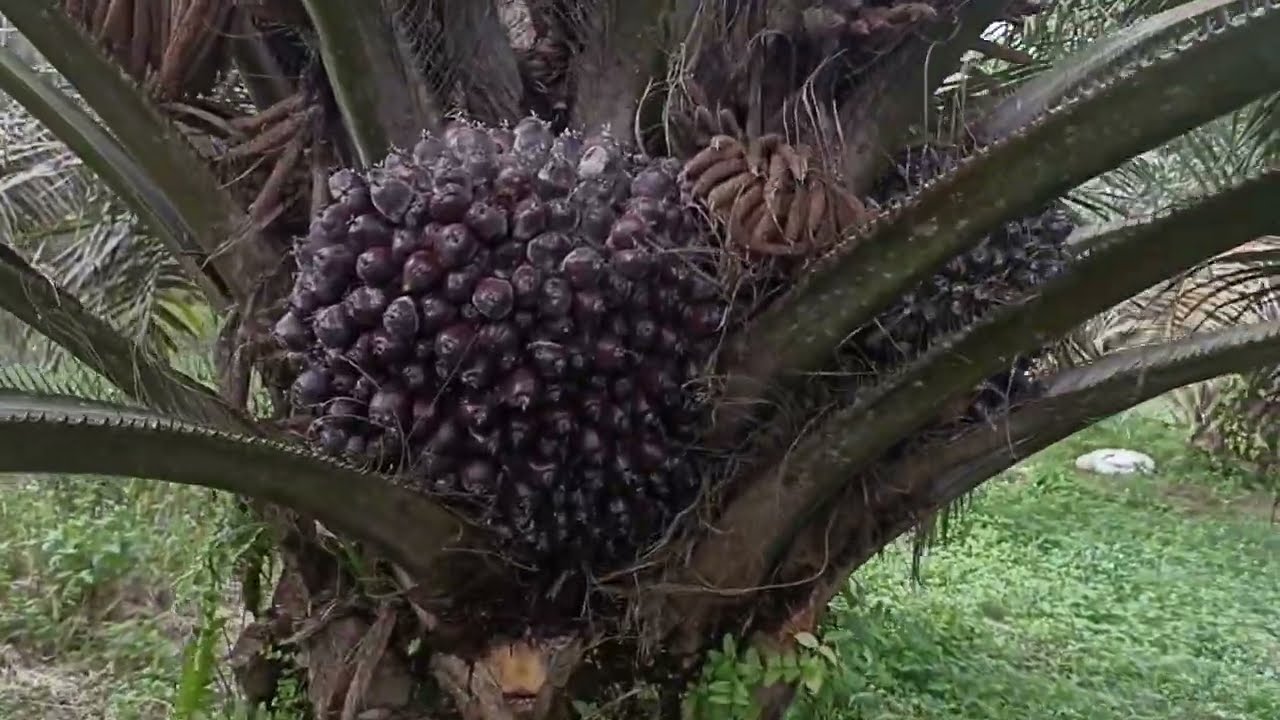 4 Rahasia perawatan sawit anti trek/trek tidak panjang