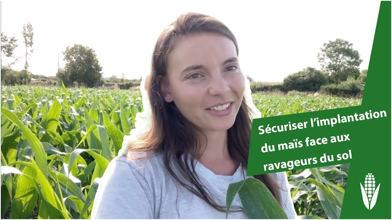 Les solutions pour sécuriser l’implantation du maïs face aux ravageurs du sol