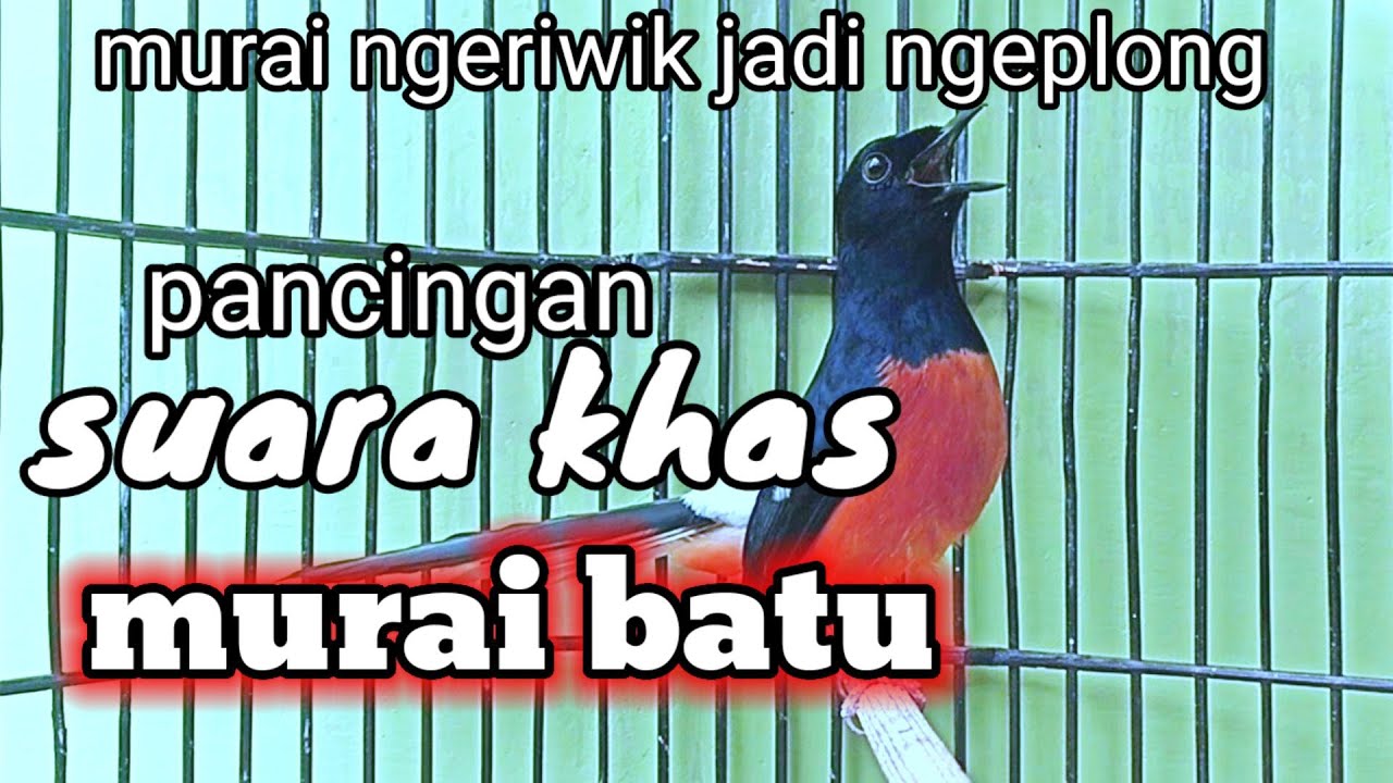 PANCINGAN MURAI NGERIWIK JADI NGEPLONG pancingan gacor murai batu loyo