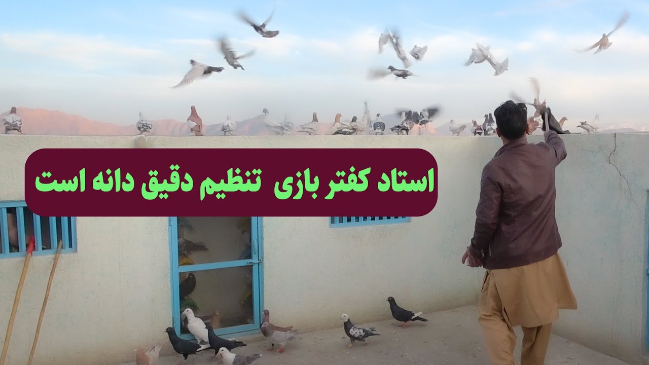 0423استاد کفتر بازی تنظیم دقیق دانه است/ Afghan Shawqi