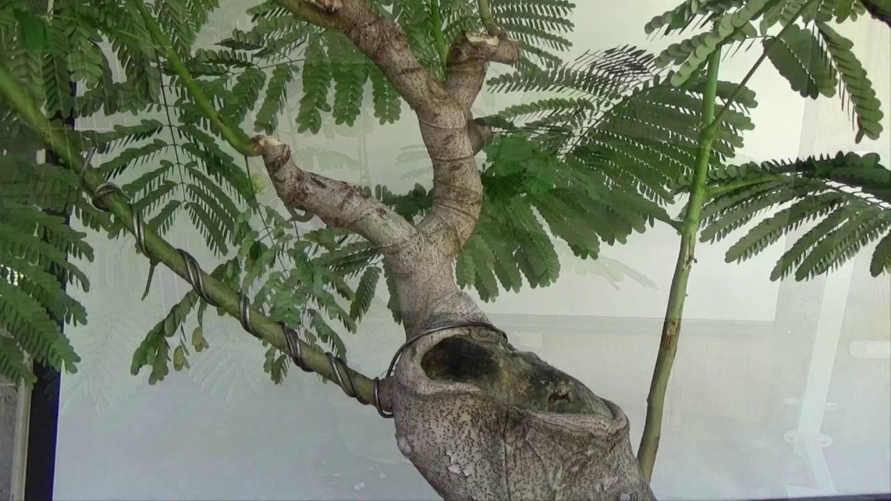 A Day in the Life of Bonsai Iligan: Fire Tree Update