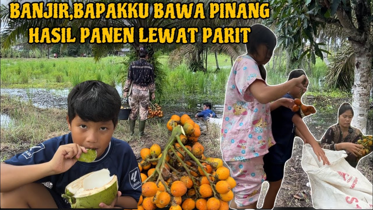 BAWA PASUKAN PERGI PANEN PINANG YANG SUDAH TUA DI PAGI HARI